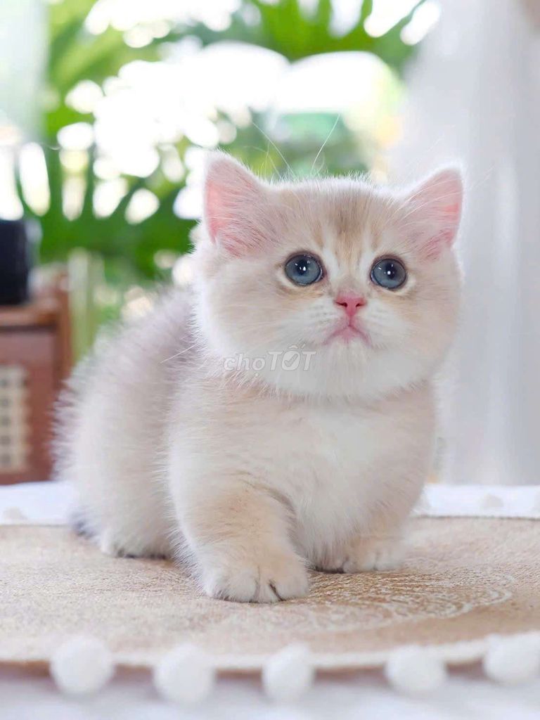 Mèo Golden ay12 chân lùn, tabby sọc dưa phom đẹp. Mua bán Mèo tại Thành phố Thủ Đức Tp Hồ Chí Minh được đăng bởi DƯƠNG MINH TRÍ VĨNH hình 1