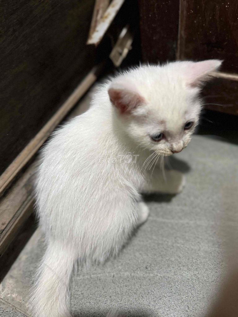 🐾 CẦN TÌM NHÀ MỚI CHO MÈO CON 🐾