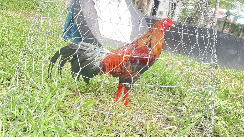3k7 tơ zin tay tốt. Mua bán Gà tại Quận Cái Răng Cần Thơ được đăng bởi đam mê hình 1