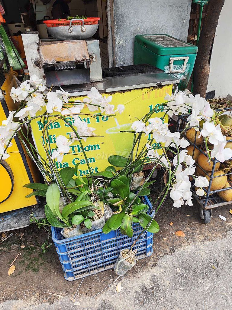 Thanh Lý 9 cốc Lan hồ điệp Đại Trắng Đại. Mua bán Cây cảnh, đồ trang trí tại Quận Gò Vấp Tp Hồ Chí Minh được đăng bởi Huy hình 1