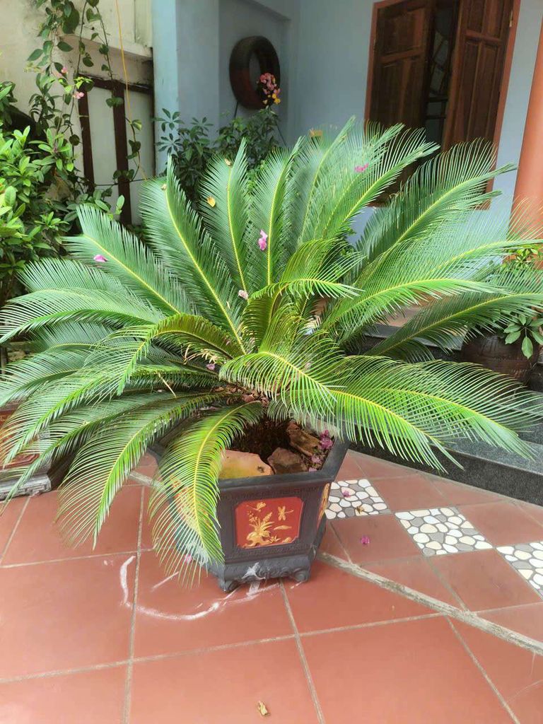 Chậu cây cảnh Gốm sứ Xanh lá lọc không khí. Mua bán Cây cảnh, đồ trang trí tại Huyện Gia Bình Bắc Ninh được đăng bởi haihanh hình 1