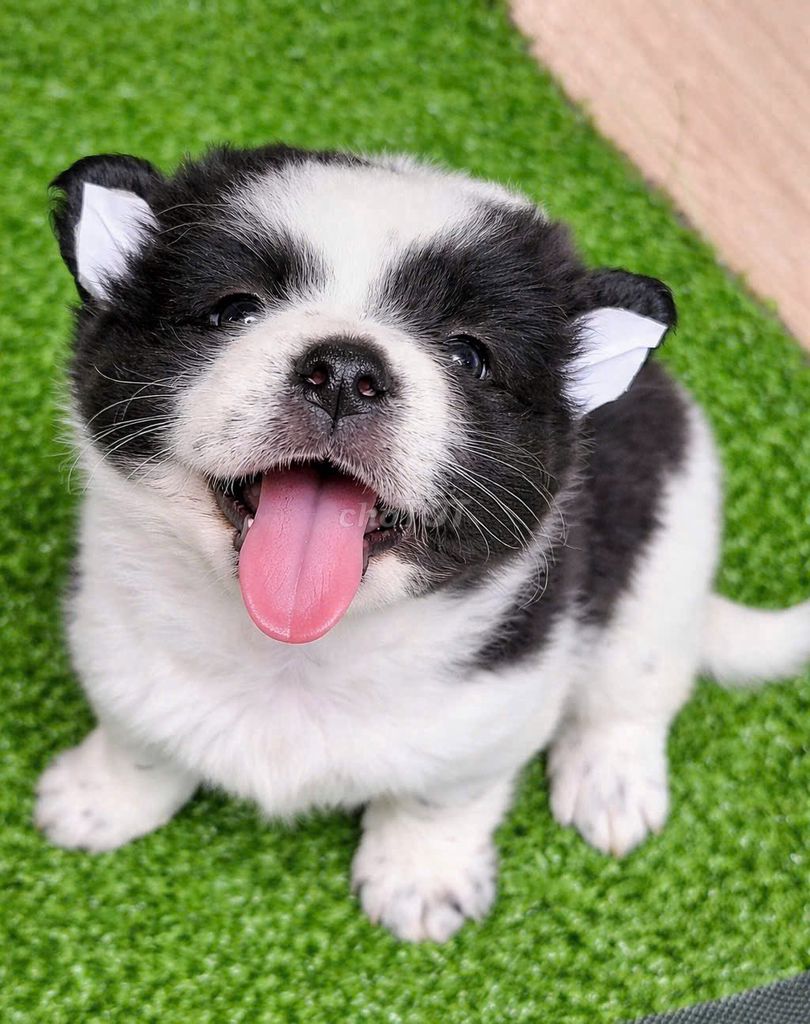 Chó Corgi lai Nhật 2 tháng Đen trắng. Mua bán Chó tại Quận 11 Tp Hồ Chí Minh được đăng bởi Nguyễn Lâm Thúy Duy hình 1