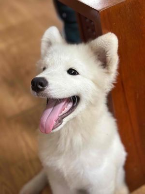 samoyed 5 tháng tuổi