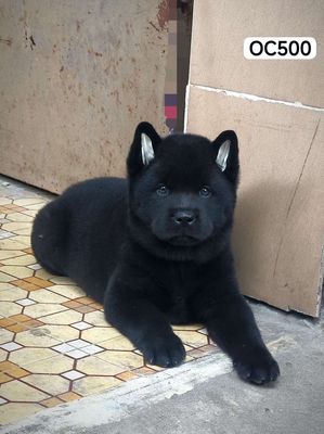 Chó Mông Cộc Đen Mực + Lưỡi Đốm 60% Chuẩn Giống