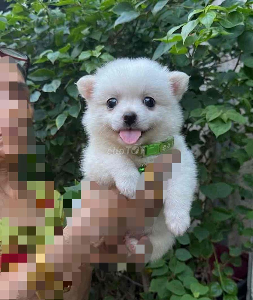 Chó Phốc Sóc nhỏ Trắng, đốm ( như hình). Mua bán Chó tại Quận 8 Tp Hồ Chí Minh được đăng bởi Bong Do hình 1