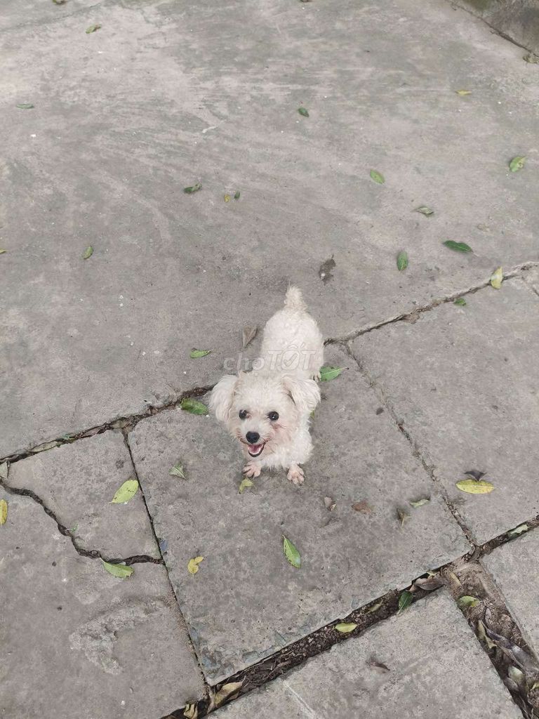 Chó Poodle tiny trắng. Mua bán Chó tại Huyện Bình Chánh Tp Hồ Chí Minh được đăng bởi thanh trúc hình 1