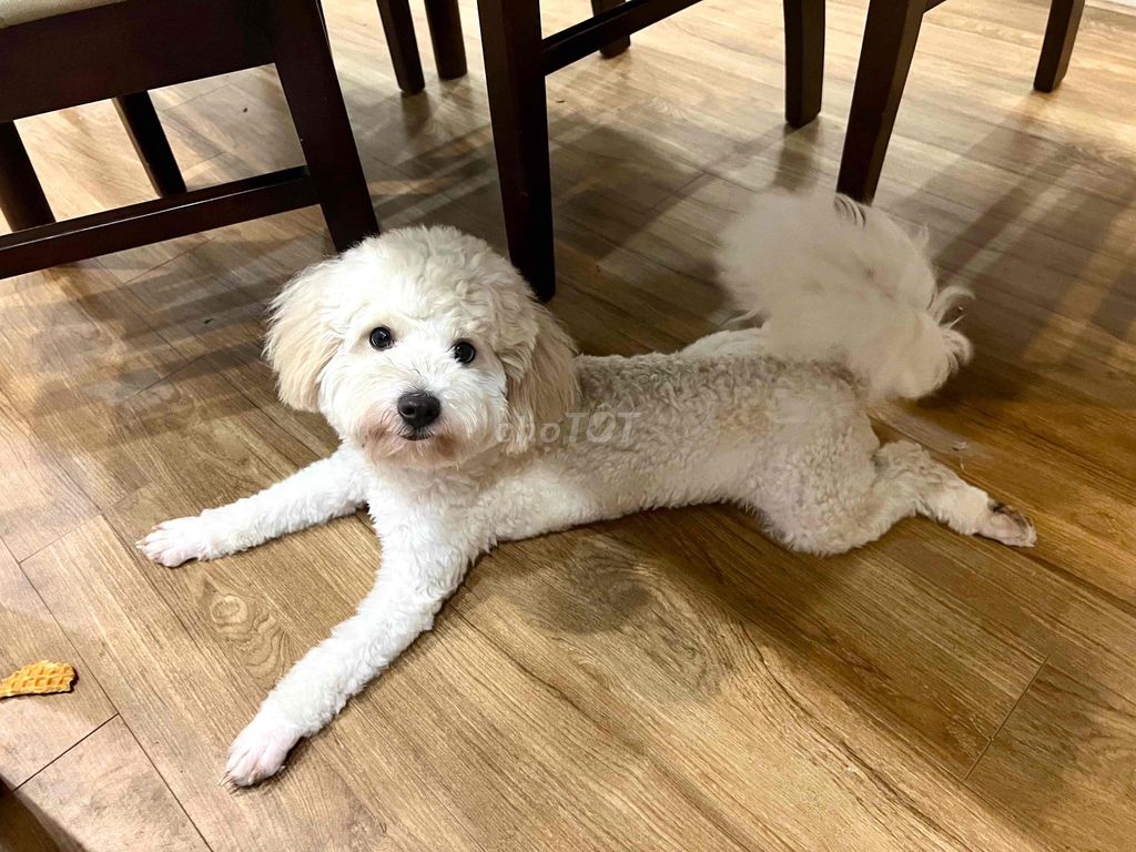 Tìm nhà mới cho cún Poodle đực 8 tháng. Mua bán Chó tại Quận Hoàn Kiếm Hà Nội được đăng bởi Chí Anh hình 1