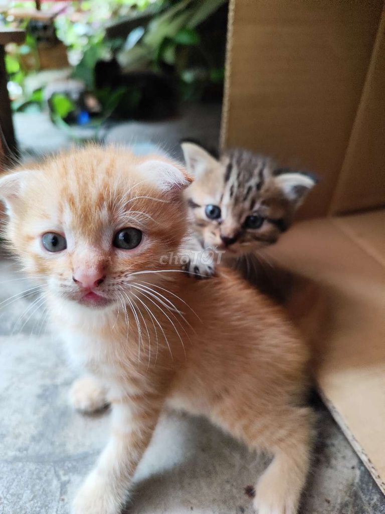 Mèo con đực cái nhiều màu. Mua bán Mèo tại Thị xã Phú Mỹ Bà Rịa - Vũng Tàu được đăng bởi Mỹ Duyên hình 1