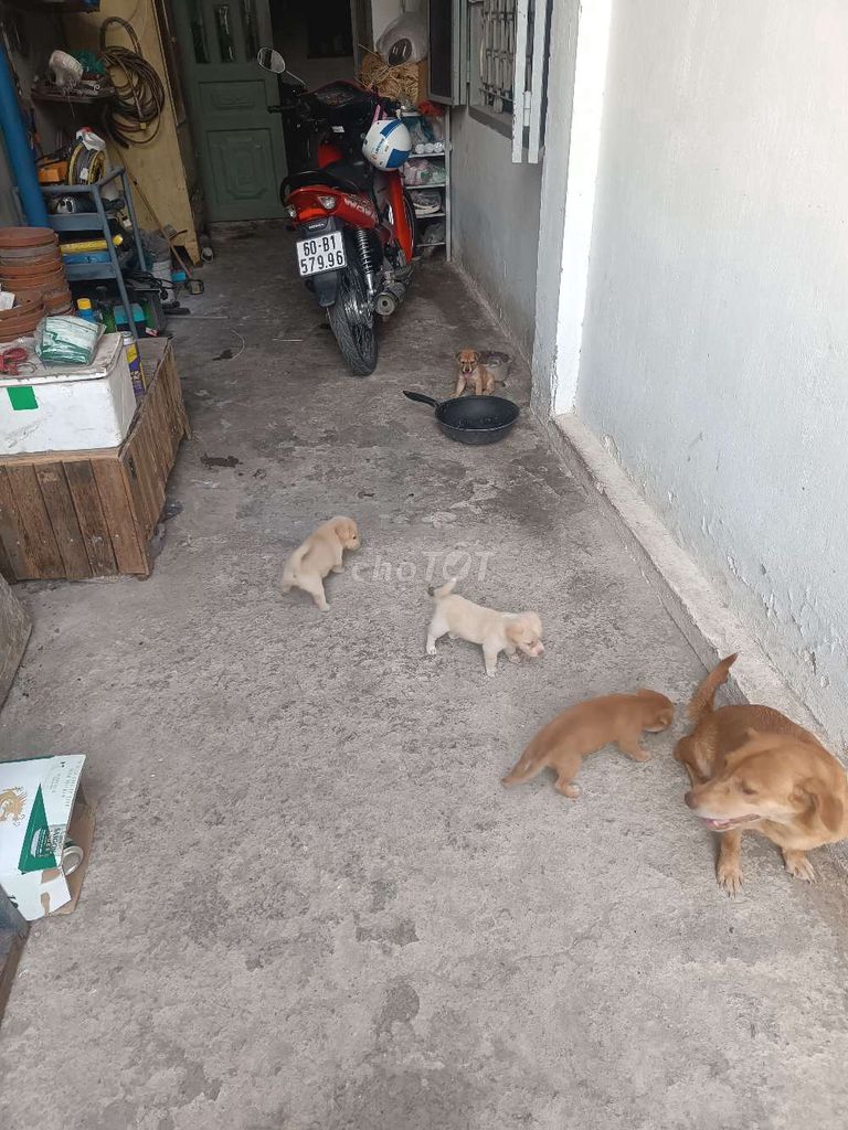 Chó Nhật lai cái 6 bé. Mua bán Chó tại Thành phố Biên Hòa Đồng Nai được đăng bởi FORCATS hình 1