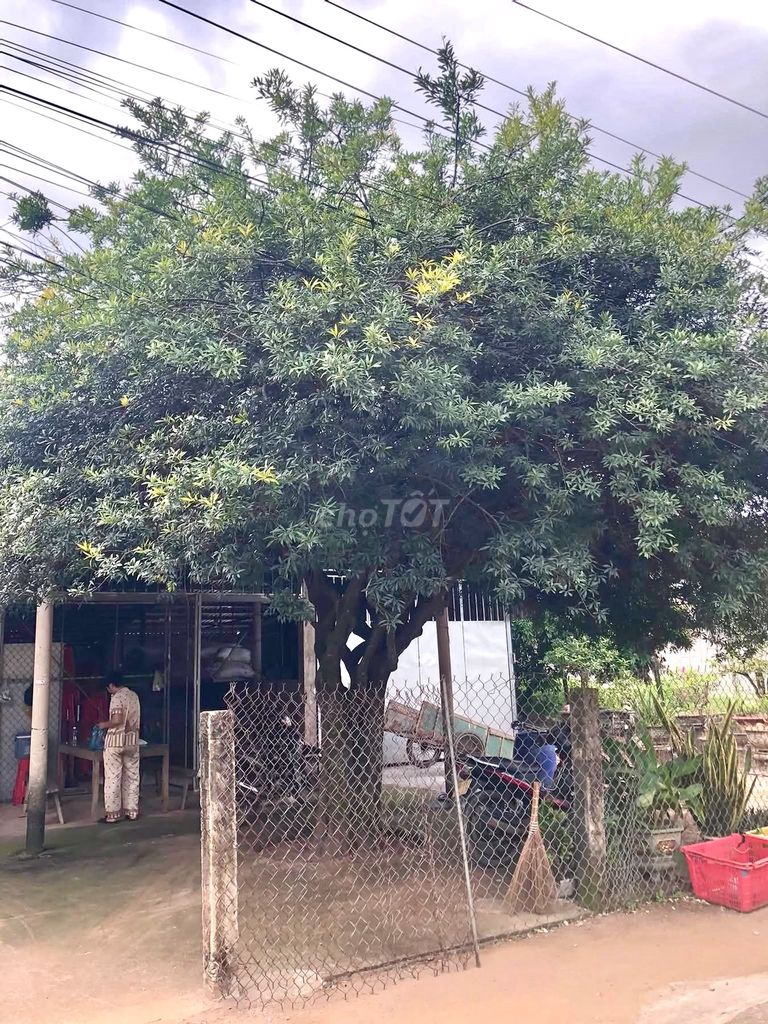 Cây cảnh trang trí quán cafe. Mua bán Cây cảnh, đồ trang trí tại Huyện Hàm Tân Bình Thuận được đăng bởi Minh Thành hình 1