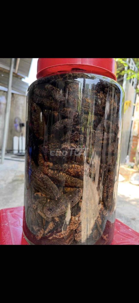 chuối hột. Mua bán Đồ ăn, thực phẩm và các loại khác tại Thị xã Phú Mỹ Bà Rịa - Vũng Tàu được đăng bởi pham hoang tuan hình 1