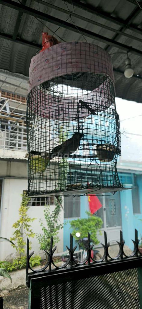 Chim chào mào bông màu đen. Mua bán Chim tại Quận Bình Tân Tp Hồ Chí Minh được đăng bởi La Ka Ka hình 1