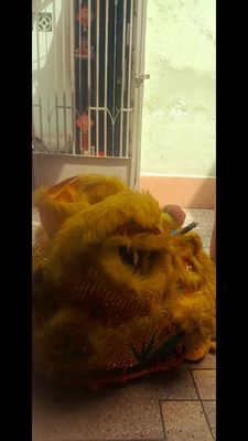 Đầu lân lông vàng đã sử dụng. Mua bán Sở thích khác tại Quận Tân Bình Tp Hồ Chí Minh được đăng bởi Thai Quynh