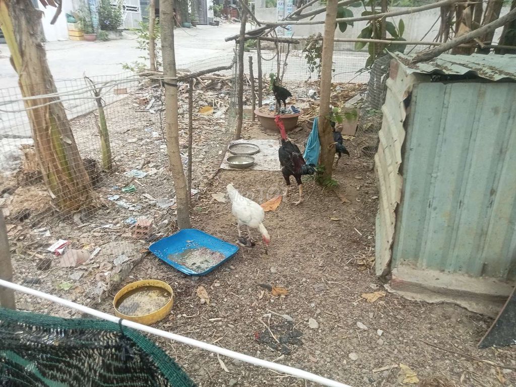 con trống 3kg 600k, con mái 2kg 400k. Mua bán Gà tại Thị xã Bến Cát Bình Dương được đăng bởi Gau Pi hình 1