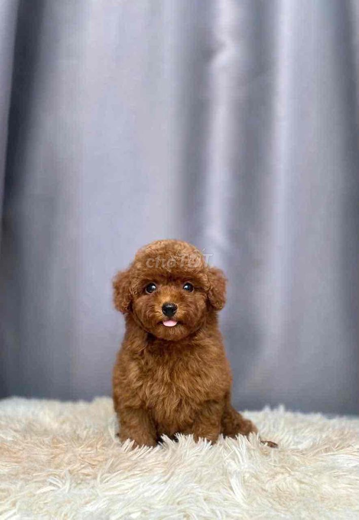 Poodle Tiny Toy - Nâu Kem Mơ đen. Mua bán Chó tại Quận Gò Vấp Tp Hồ Chí Minh được đăng bởi Poodle Sài Gòn hình 4