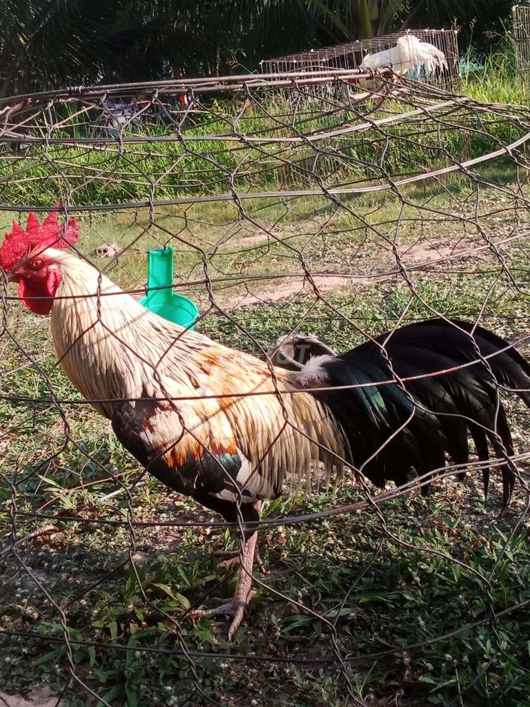 Gà chuối to 2k5. Mua bán Gà tại Huyện Càng Long Trà Vinh được đăng bởi huynh long hình 1