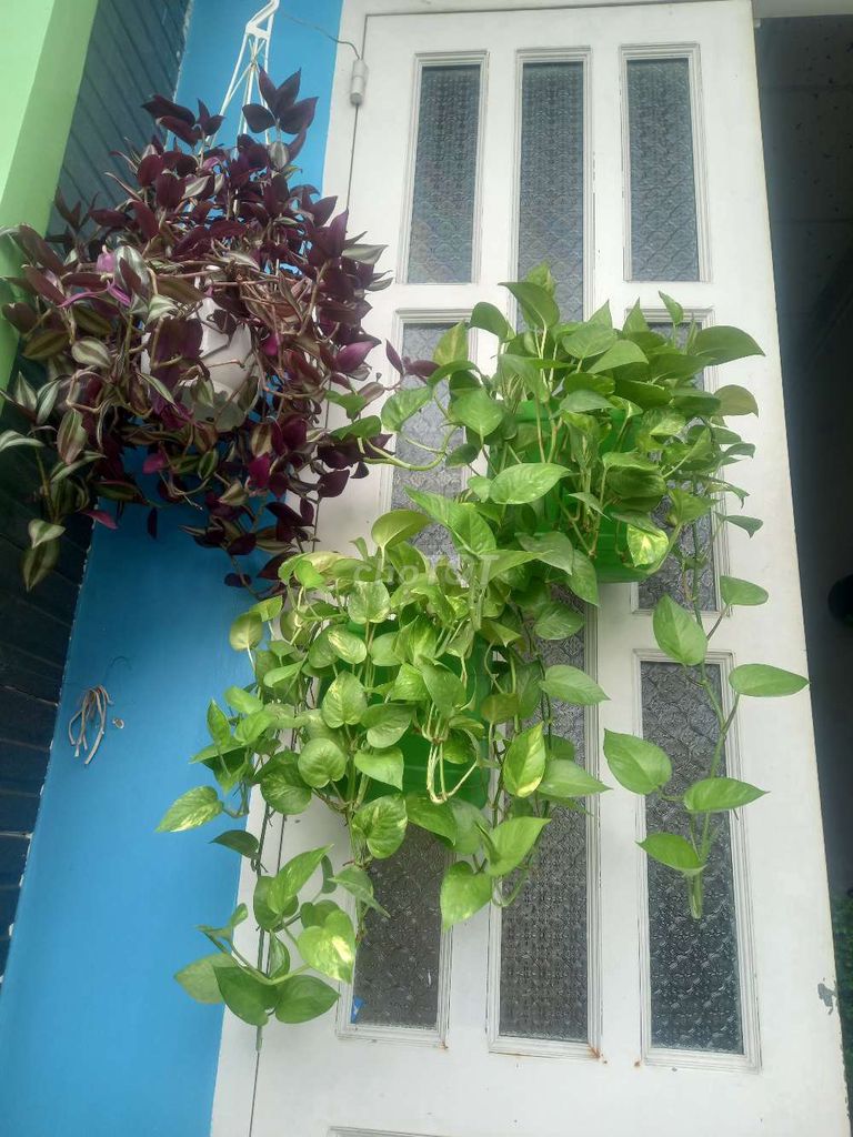 Trầu bà 0308-1156. Mua bán Cây cảnh, đồ trang trí tại Quận Bình Tân Tp Hồ Chí Minh được đăng bởi Thành Luân hình 1