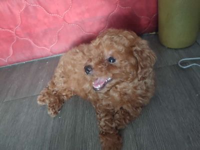 Bé cái. Mua bán Chó tại Huyện Hóc Môn Tp Hồ Chí Minh được đăng bởi Lê anh