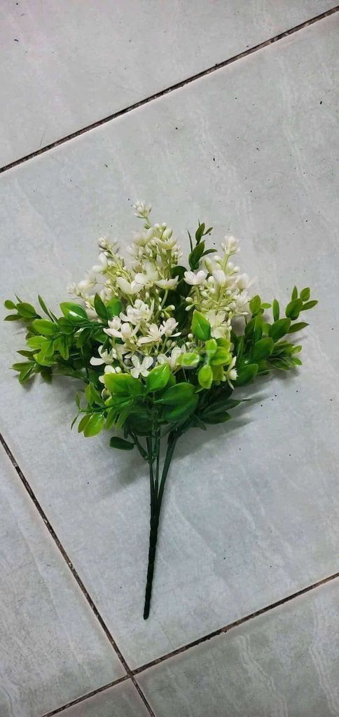 Mai đế vương - Hoa mai trắng, lá xanh tươi mát. Mua bán Cây cảnh, đồ trang trí tại Huyện Bình Chánh Tp Hồ Chí Minh được đăng bởi Bảo Ngọc hình 1