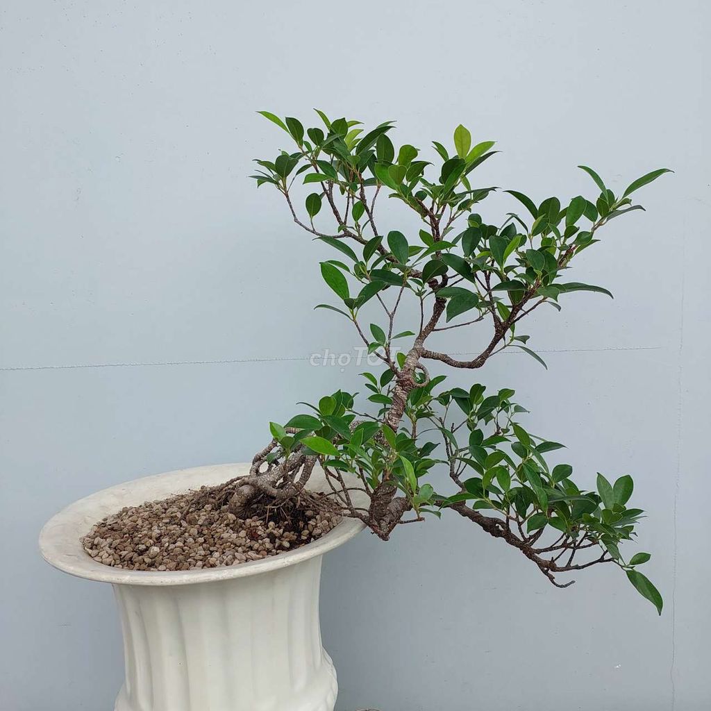 Cây si búp đỏ Indo bonsai, tặng cây sung bonsai