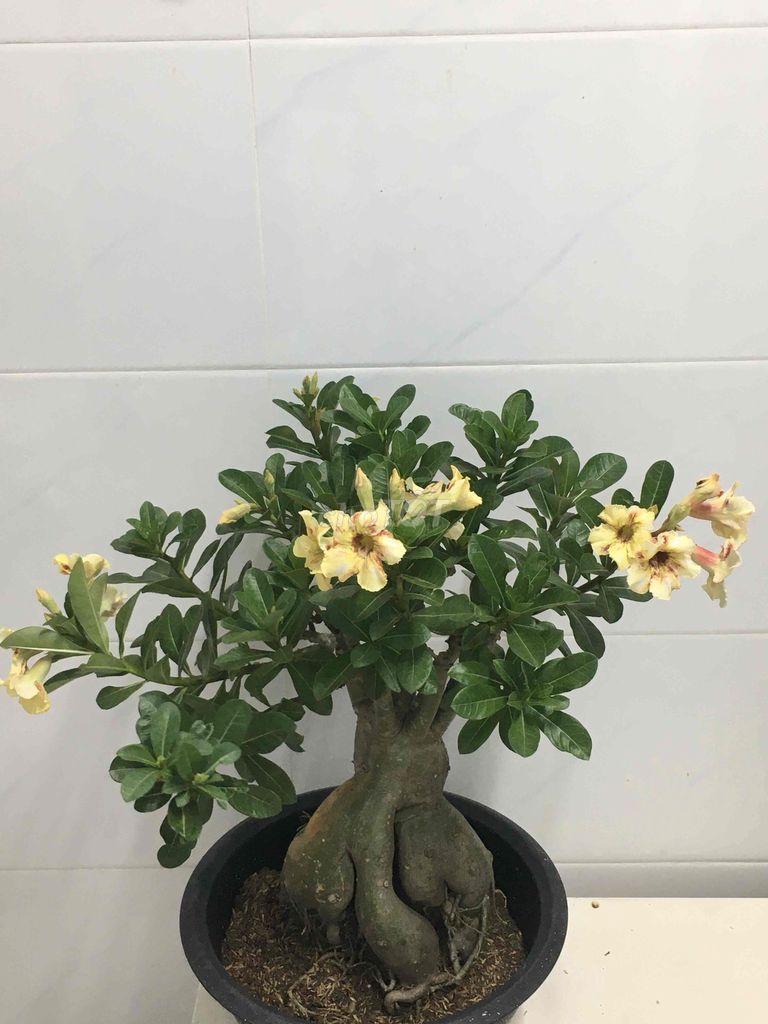 sứ ghép. Mua bán Cây cảnh, đồ trang trí tại Quận 7 Tp Hồ Chí Minh được đăng bởi Nga Trần hình 1