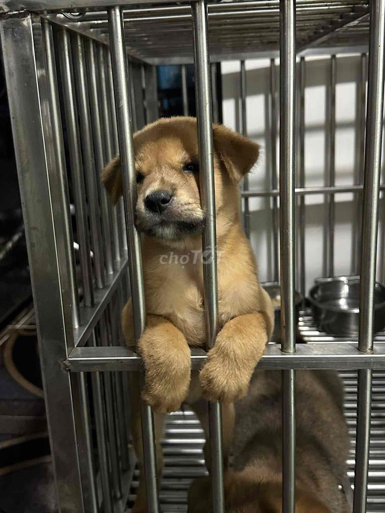 Chó 2 tháng màu Nâu vàng. Mua bán Chó tại Quận 5 Tp Hồ Chí Minh được đăng bởi Phương hình 1