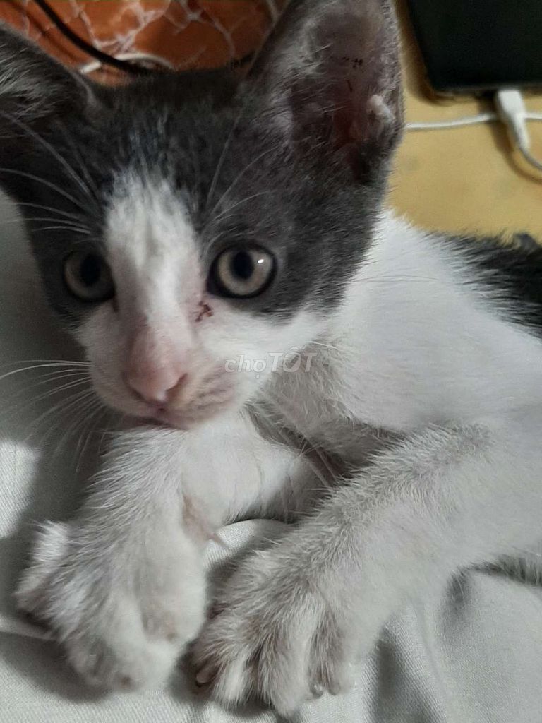 Mèo lai Trắng xám bố Anh lông ngắn. Mua bán Mèo tại Quận Bình Thạnh Tp Hồ Chí Minh được đăng bởi Trần Khánh Linh Lê hình 1