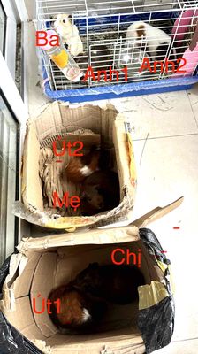 Bọ ú hơn 1 tháng tuổi đực và cái. Mua bán Thú cưng khác tại Quận Bình Tân Tp Hồ Chí Minh được đăng bởi Huế