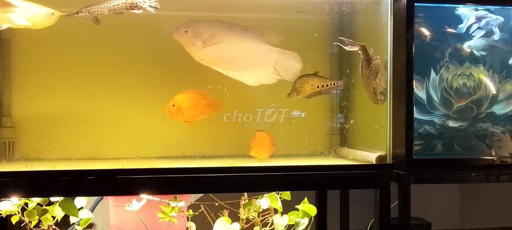 Cá cảnh nhiều màu khỏe mạnh. Mua bán Thú cưng khác tại Huyện Bình Chánh Tp Hồ Chí Minh được đăng bởi Khiêm Troc hình 1