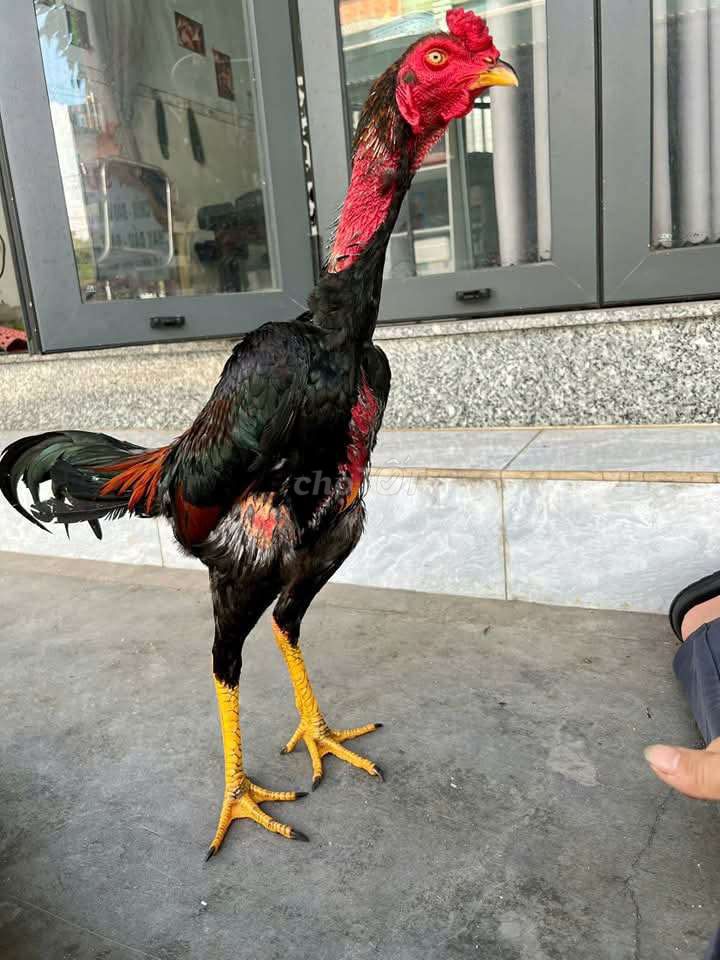 Gà chọi Dòng vai lưng 2.8kg Đen, đỏ, vàng. Mua bán Gà tại Huyện Tây Hòa Phú Yên được đăng bởi TRANG SACH hình 1