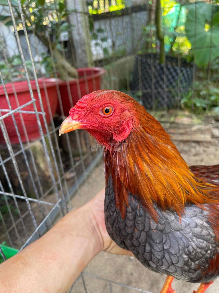 Gà chọi Xám đực 7 tháng. Mua bán Gà tại Huyện Cai Lậy Tiền Giang được đăng bởi Huỳnh Nghĩa hình 1