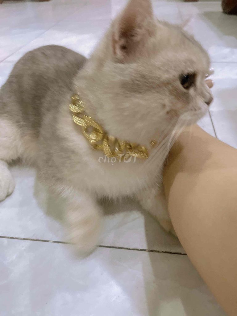 Mèo Golden Blu đực chân lùn. Mua bán Mèo tại Huyện Bình Chánh Tp Hồ Chí Minh được đăng bởi Thao hình 1