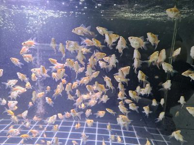 Chép sư tử tam sắc s4 5. Mua bán Thú cưng khác tại Quận 11 Tp Hồ Chí Minh được đăng bởi Quocanh Luong