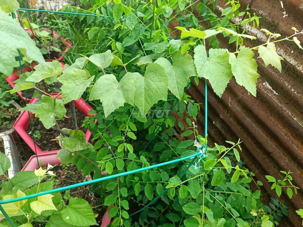 Bán cây giống nho kẹo, bailey cây ghép nhà trồng