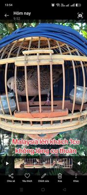 Cu Malaysia khách. Mua bán Chim tại Huyện Trảng Bàng Tây Ninh được đăng bởi Phúc