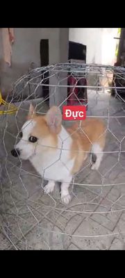 corgi duc đã hái cà