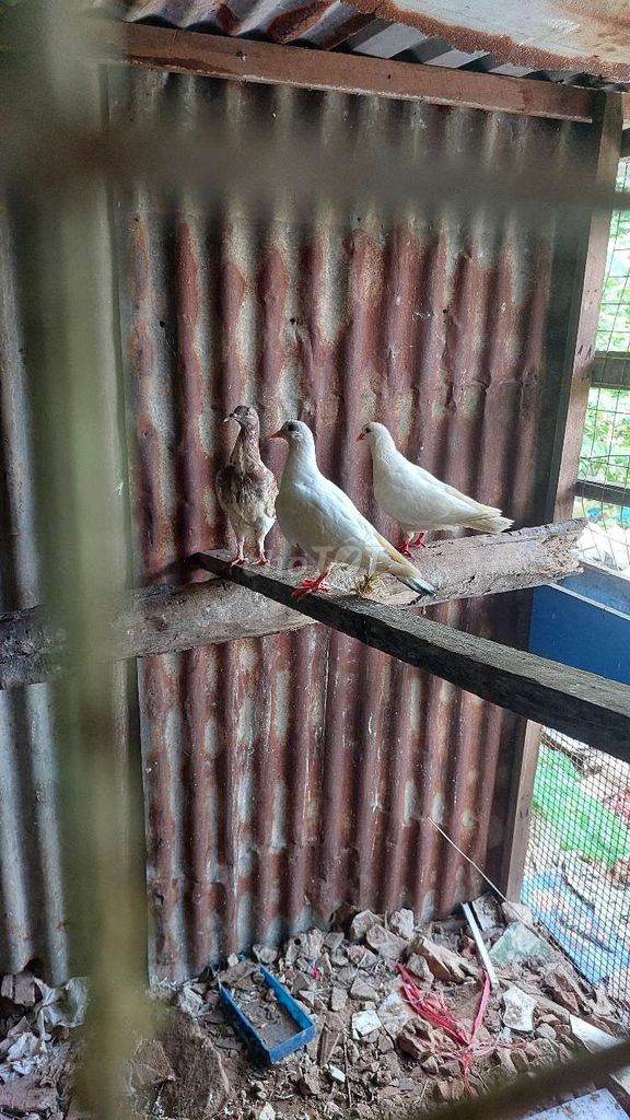 Bồ câu gà lai mái. Mua bán Chim tại Quận 8 Tp Hồ Chí Minh được đăng bởi Anh Khang hình 1
