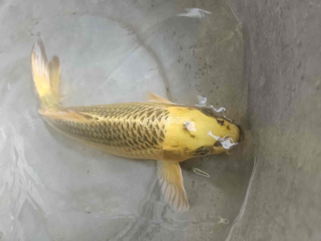 cá koi 30cm