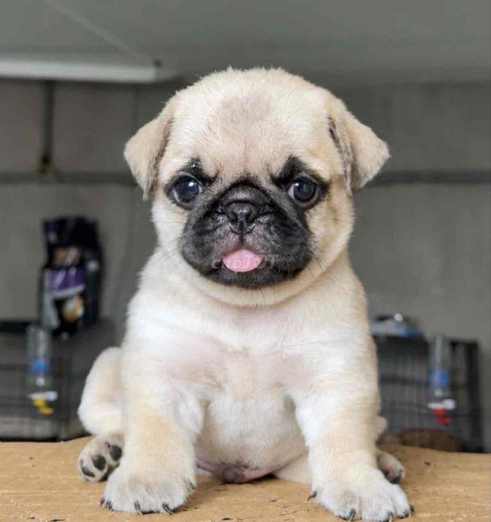 Chó Pug Đực Cái Trắng Vàng Kem Khỏe Mạnh. Mua bán Chó tại Huyện Bình Chánh Tp Hồ Chí Minh được đăng bởi pom pet sài gòn hình 1