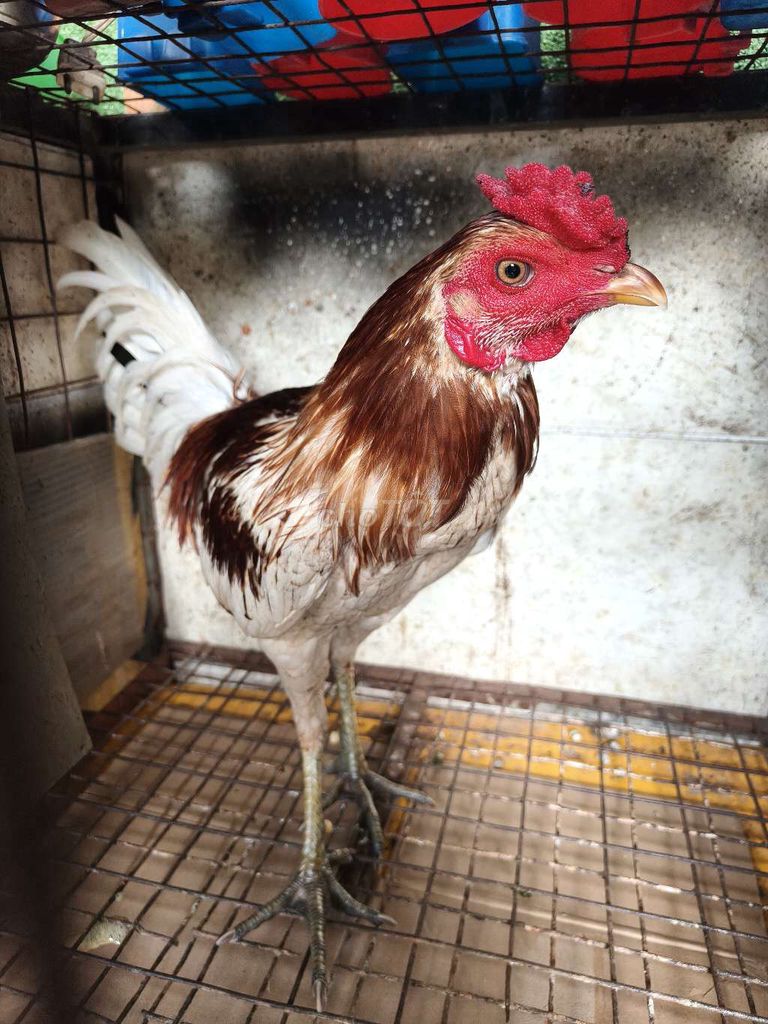 bướm camilo tơ rin 6 tháng tay 1cuc log mới . Mua bán Gà tại Thành phố Thủ Dầu Một Bình Dương được đăng bởi Thanh Tiền hình 1