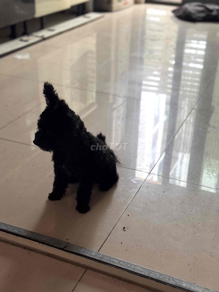 Chó Poodle nhỏ đen 6 tháng. Mua bán Chó tại Thành phố Thủ Đức Tp Hồ Chí Minh được đăng bởi Mộc Trà hình 1