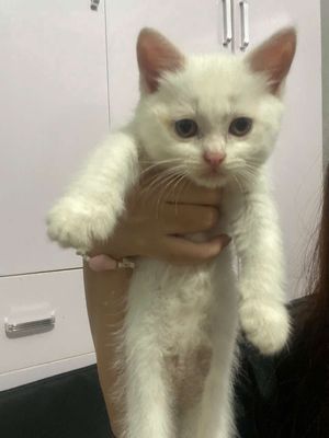 Tìm nhà cho bé mèo con cute. Mua bán Mèo tại Quận Bắc Từ Liêm Hà Nội được đăng bởi Long Hoàng