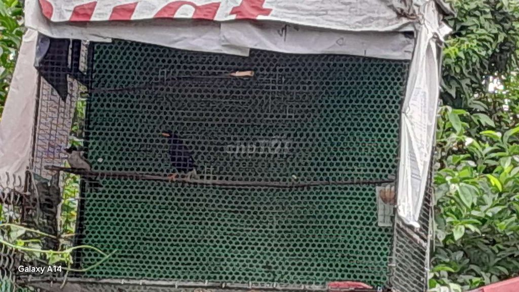 Chim Sáo đen. Mua bán Chim tại Huyện An Lão Hải Phòng được đăng bởi Việt Huy hình 1