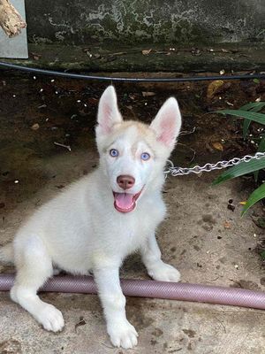 bán chó husky nâu trắng mắt xanh