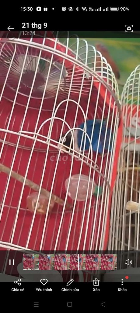 Chim lovebird trưởng thành màu đẹp