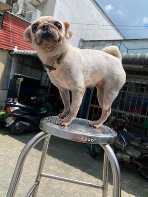 tìm chủ cho bé pug thân thiện. Mua bán Chó tại Thành phố Thủ Đức Tp Hồ Chí Minh được đăng bởi Huy G