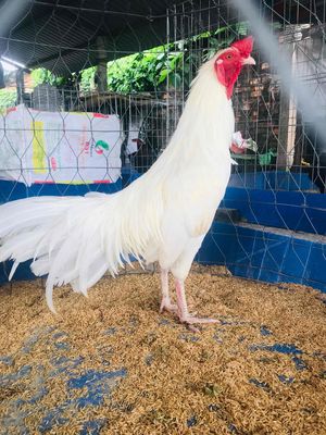 căpn úa 1/3tr /con. Mua bán Gà tại Huyện Mang Thít Vĩnh Long được đăng bởi Hưng Quoc