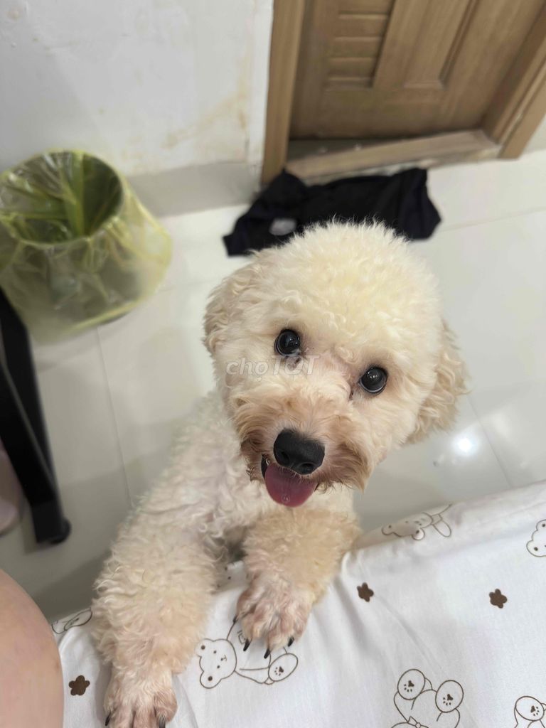 Poodle cái 6th. Mua bán Chó tại Quận Hải Châu Đà Nẵng được đăng bởi Mì hình 1