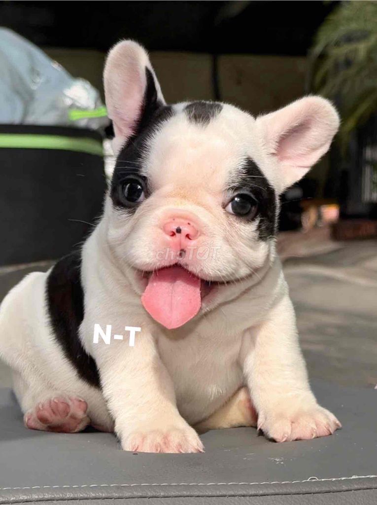 Chó Bull Pháp đã tiêm. Mua bán Chó tại Quận Bình Tân Tp Hồ Chí Minh được đăng bởi Trang  hình 1