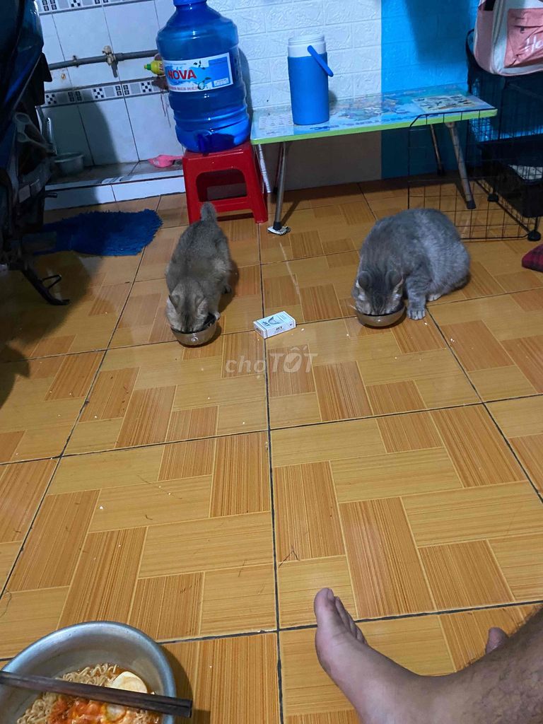 Mèo Anh Lông Ngắn. Mua bán Mèo tại Quận Bình Tân Tp Hồ Chí Minh được đăng bởi Tuấn Khôi hình 1